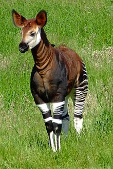 The Okapi 