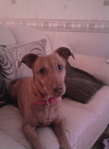 My beautiful dog Honey who provides comfort, laughs, cuddles and kisses during times of illness and being bed-ridden!