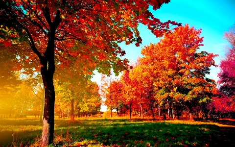 Mindfulness is much like autumn reminding us of the benefits of letting go